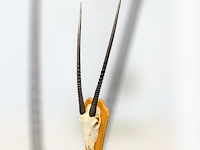 Oryx - gemsbok - schedel met hoorns - zuid-afrika - afbeelding 1 van  5