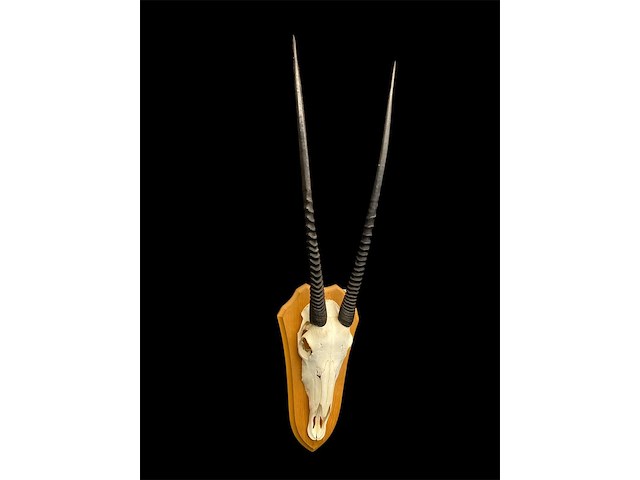Oryx - gemsbok - schedel met hoorns - zuid-afrika - afbeelding 2 van  5