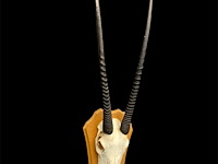 Oryx - gemsbok - schedel met hoorns - zuid-afrika - afbeelding 2 van  5