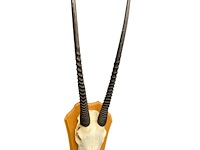 Oryx - gemsbok - schedel met hoorns - zuid-afrika - afbeelding 3 van  5