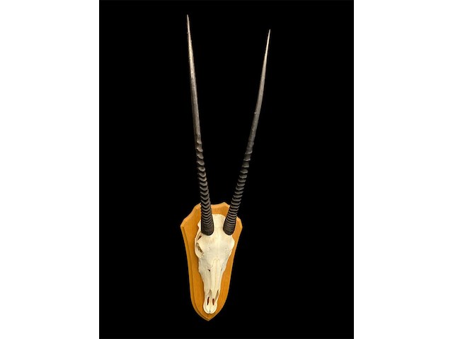 Oryx - gemsbok - schedel met hoorns - zuid-afrika - afbeelding 4 van  5