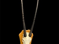 Oryx - gemsbok - schedel met hoorns - zuid-afrika - afbeelding 4 van  5