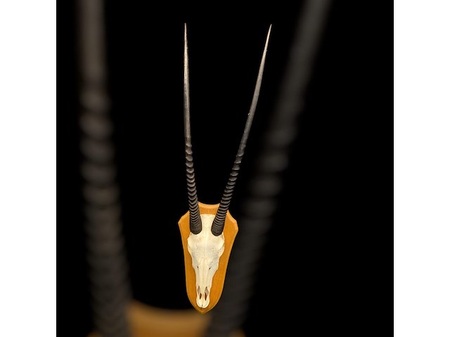 Oryx - gemsbok - schedel met hoorns - zuid-afrika - afbeelding 5 van  5