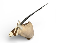 Oryx - gemsbok - zuidâfrika - afbeelding 2 van  10