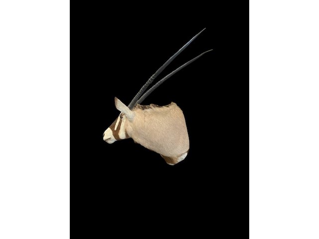 Oryx - gemsbok - zuidâfrika - afbeelding 1 van  10