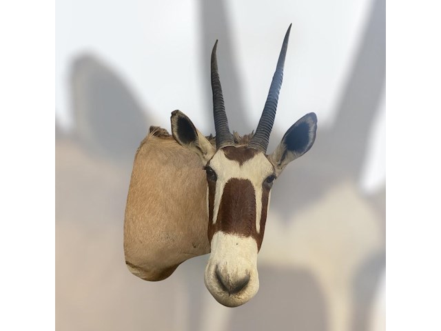 Oryx - gemsbok - zuidâfrika - afbeelding 3 van  10