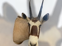 Oryx - gemsbok - zuidâfrika - afbeelding 3 van  10