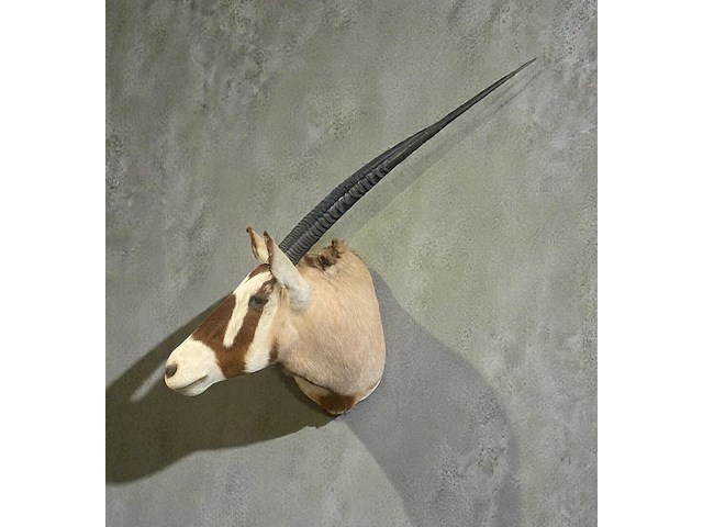 Oryx - gemsbok - zuidâfrika - afbeelding 4 van  10