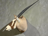 Oryx - gemsbok - zuidâfrika - afbeelding 4 van  10