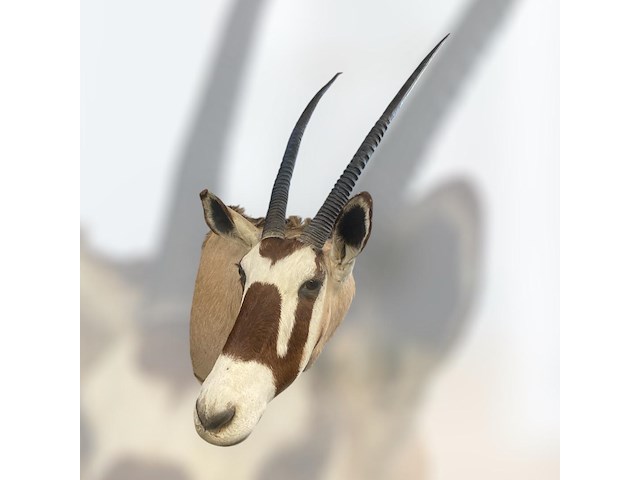Oryx - gemsbok - zuidâfrika - afbeelding 5 van  10
