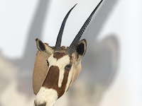 Oryx - gemsbok - zuidâfrika - afbeelding 5 van  10