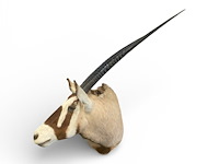 Oryx - gemsbok - zuidâfrika - afbeelding 6 van  10
