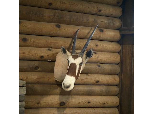 Oryx - gemsbok - zuidâfrika - afbeelding 7 van  10