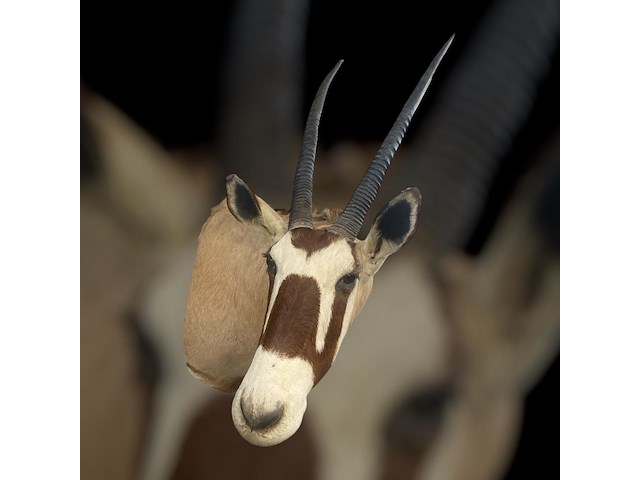 Oryx - gemsbok - zuidâfrika - afbeelding 8 van  10