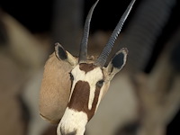Oryx - gemsbok - zuidâfrika - afbeelding 8 van  10