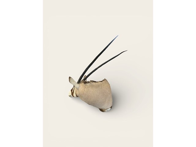 Oryx - gemsbok - zuidâfrika - afbeelding 9 van  10