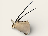 Oryx - gemsbok - zuidâfrika - afbeelding 9 van  10