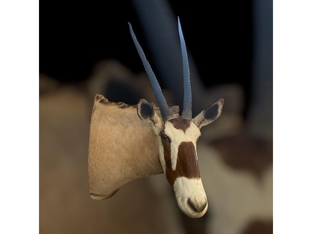 Oryx - gemsbok - zuidâfrika - afbeelding 10 van  10