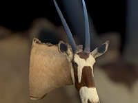 Oryx - gemsbok - zuidâfrika - afbeelding 10 van  10