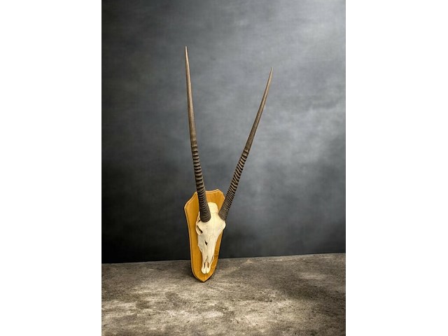 Oryx- gemsbok - schedel met hoorns - zuid-afrika - afbeelding 1 van  5