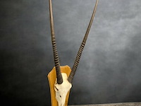 Oryx- gemsbok - schedel met hoorns - zuid-afrika - afbeelding 1 van  5
