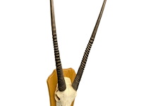 Oryx- gemsbok - schedel met hoorns - zuid-afrika - afbeelding 2 van  5