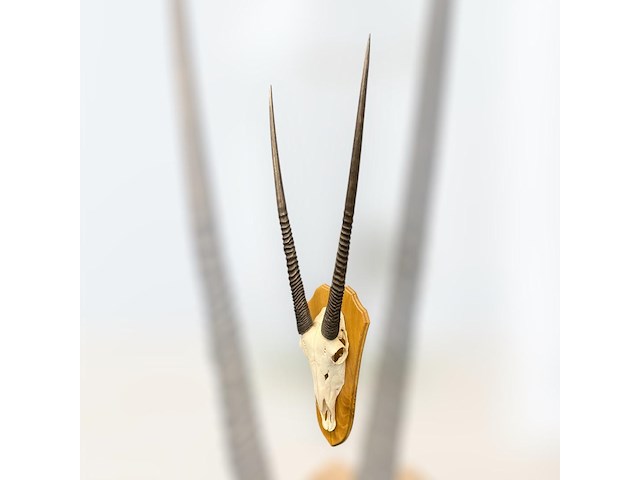 Oryx- gemsbok - schedel met hoorns - zuid-afrika - afbeelding 3 van  5