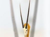 Oryx- gemsbok - schedel met hoorns - zuid-afrika - afbeelding 3 van  5
