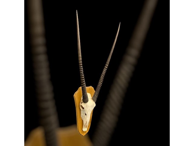 Oryx- gemsbok - schedel met hoorns - zuid-afrika - afbeelding 4 van  5