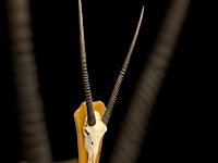 Oryx- gemsbok - schedel met hoorns - zuid-afrika - afbeelding 4 van  5