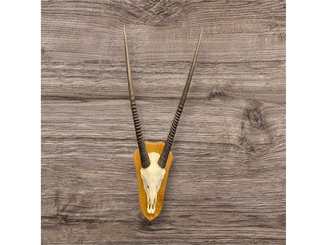 Oryx- gemsbok - schedel met hoorns - zuid-afrika - afbeelding 5 van  5