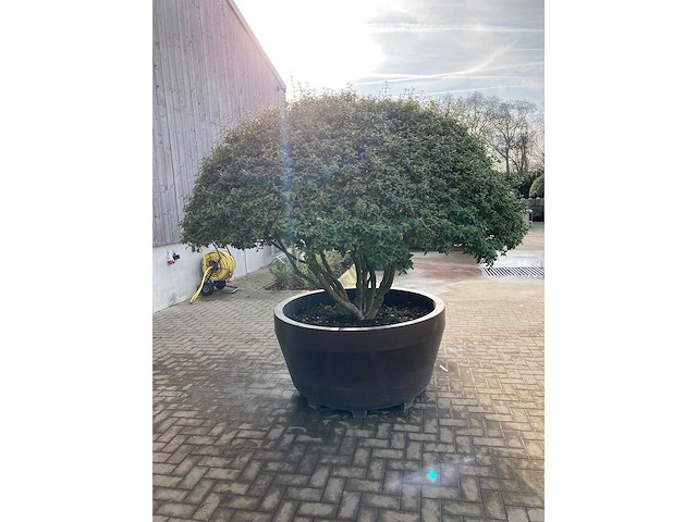 Osmanthus meerstam - afbeelding 2 van  6