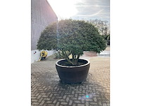 Osmanthus meerstam - afbeelding 2 van  6