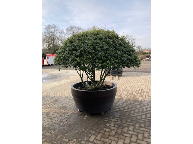 Osmanthus meerstam - afbeelding 3 van  6