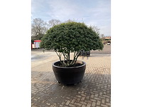 Osmanthus meerstam - afbeelding 3 van  6