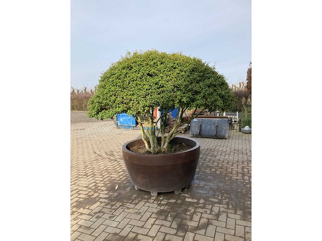 Osmanthus meerstam - afbeelding 4 van  6