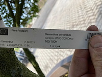 Osmanthus meerstam - afbeelding 5 van  6