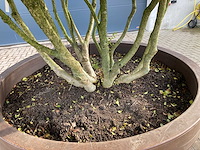 Osmanthus meerstam - afbeelding 6 van  6