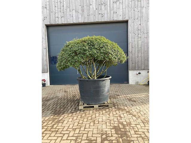 Osmanthus meerstam - afbeelding 1 van  6