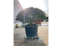 Osmanthus meerstam - afbeelding 2 van  6