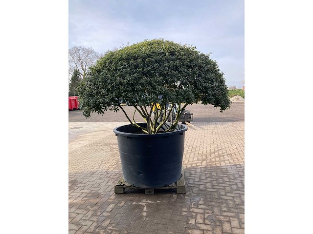 Osmanthus meerstam - afbeelding 3 van  6