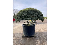 Osmanthus meerstam - afbeelding 3 van  6