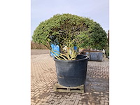 Osmanthus meerstam - afbeelding 4 van  6