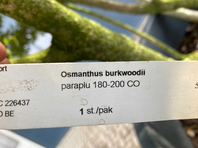 Osmanthus meerstam - afbeelding 5 van  6