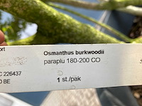 Osmanthus meerstam - afbeelding 5 van  6