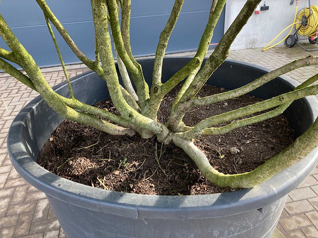 Osmanthus meerstam - afbeelding 6 van  6