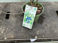 Overige bomen, planten en potten (50x) - afbeelding 4 van  10