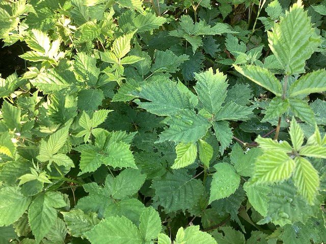 Overige bomen, planten en potten (50x) - afbeelding 7 van  10