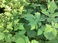 Overige bomen, planten en potten (50x) - afbeelding 7 van  10