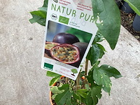 Overige bomen, planten en potten (50x) - afbeelding 9 van  10